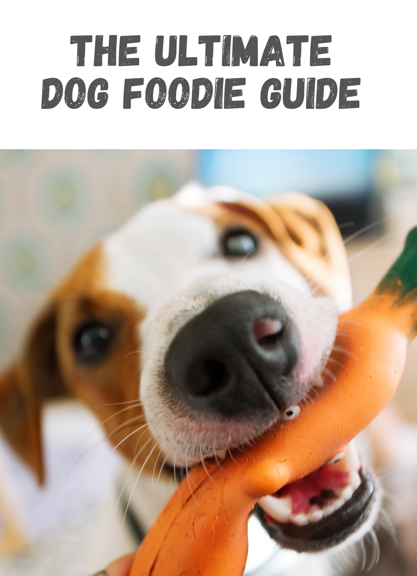 The ultimate DOG FOODIE guide